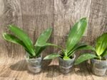 Fragrant Phalaenopsis Yaphon Golden Waltz 'Royal's (2.5" pot) - Image 4