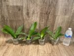 Fragrant Phalaenopsis Yaphon Golden Waltz 'Royal's (2.5" pot) - Image 7