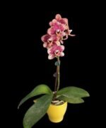 Phalaenopsis Miki Pearl Bang 'Flash' (2.5" pot) - Image 3