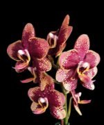 Phalaenopsis Miki Pearl Bang 'Flash' (2.5" pot) - Image 2