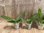 Phalaenopsis Miki Pearl Bang 'Flash' (2.5" pot) - Image 4