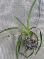 In Spike Vanda SW New Year red (3” basket) - Image 2