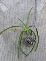In Spike Vanda SW New Year red (3” basket) - Image 3