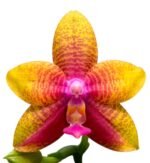 Fragrant Phalaenopsis Meidarland Kaiulani 'Cherish' (2.5" pot) - Image 2