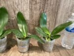 Fragrant Phalaenopsis Meidarland Kaiulani 'Cherish' (2.5" pot) - Image 3