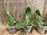 Fragrant Phalaenopsis Meidarland Kaiulani 'Cherish' (2.5" pot) - Image 4