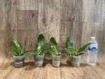 Fragrant Phalaenopsis Meidarland Kaiulani 'Cherish' (2.5" pot) - Image 6