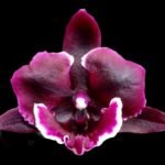 Phalaenopsis Miki Witch '467'
