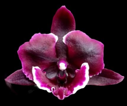 Phalaenopsis Miki Witch '467'