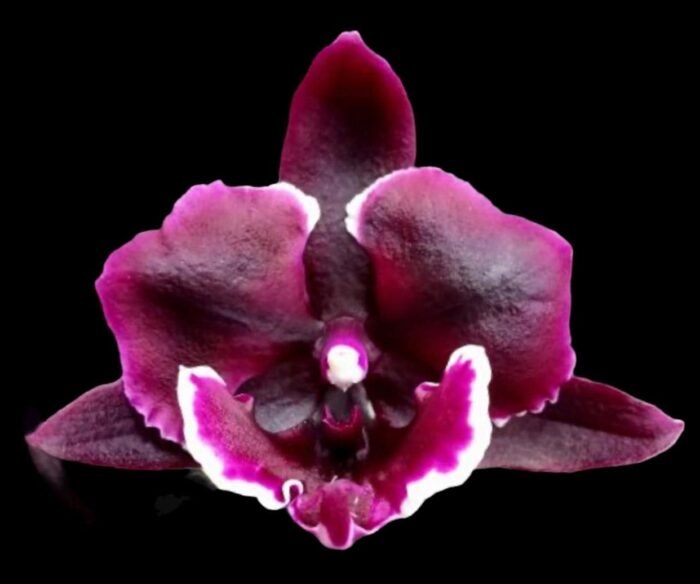 Phalaenopsis Miki Witch '467'