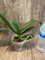 Phalaenopsis Miki Witch '467' (2.5" pot) - Image 3