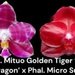 Fragrant Phal. Mituo Golden Tiger 'Red Dragon' × Phal. Miro Sun (2" pot)