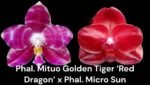 Fragrant Phal. Mituo Golden Tiger 'Red Dragon' × Phal. Miro Sun (2" pot)