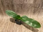 Fragrant Phal. Mituo Golden Tiger 'Red Dragon' × Phal. Miro Sun (2" pot) - Image 4
