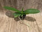 Fragrant Phal. Mituo Golden Tiger 'Red Dragon' × Phal. Miro Sun (2" pot) - Image 2