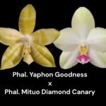 Fragrant Phal. Yaprhon Goodness x Phal. Mituo Diamond Canary (2" pot)