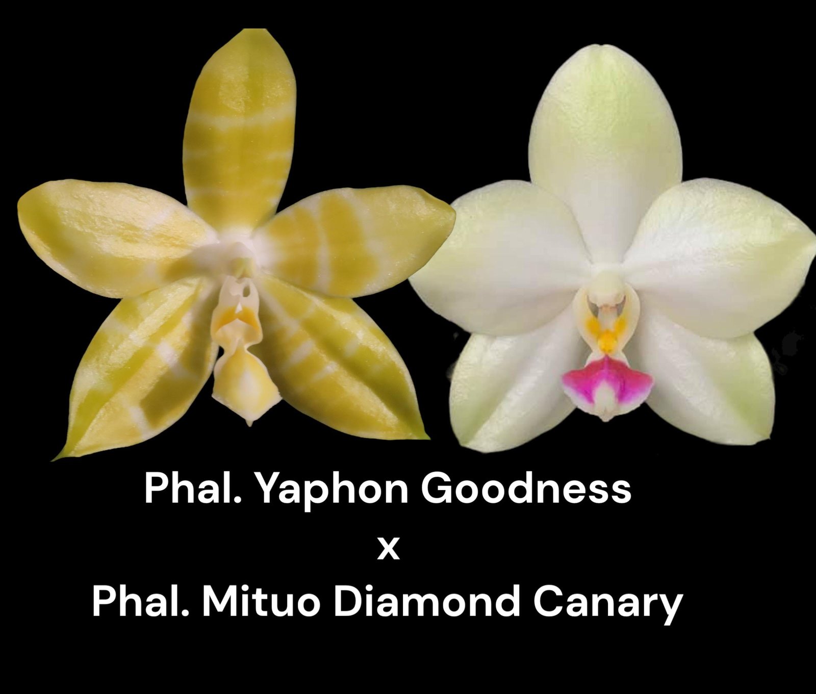 il_fullxfull.7265974935_lwh4.jpg Fragrant Phal. Yaprhon Goodness x Phal. Mituo Diamond Canary (2" pot) - Image 1