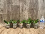 Fragrant Phalaenopsis bellina 'Fire' × sib (2.5" pot) - Image 5