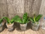 Fragrant Phalaenopsis bellina 'Fire' × sib (2.5" pot) - Image 3