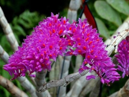 Dendrobbium secundum
