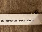 Dendrobbium secundum (3” pot) - Image 7