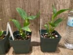 Dendrobbium sulcatum (3” pot) - Image 3