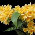 Dendrobbium sulcatum