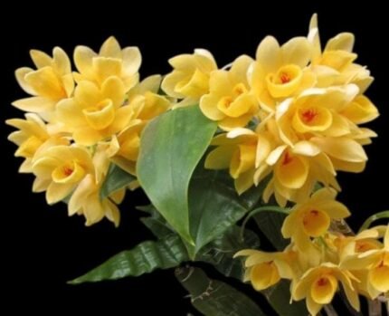Dendrobbium sulcatum