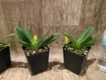 Paphiopedilum primulinum album × sib Sequential Blooming (3.5” pot) - Image 3
