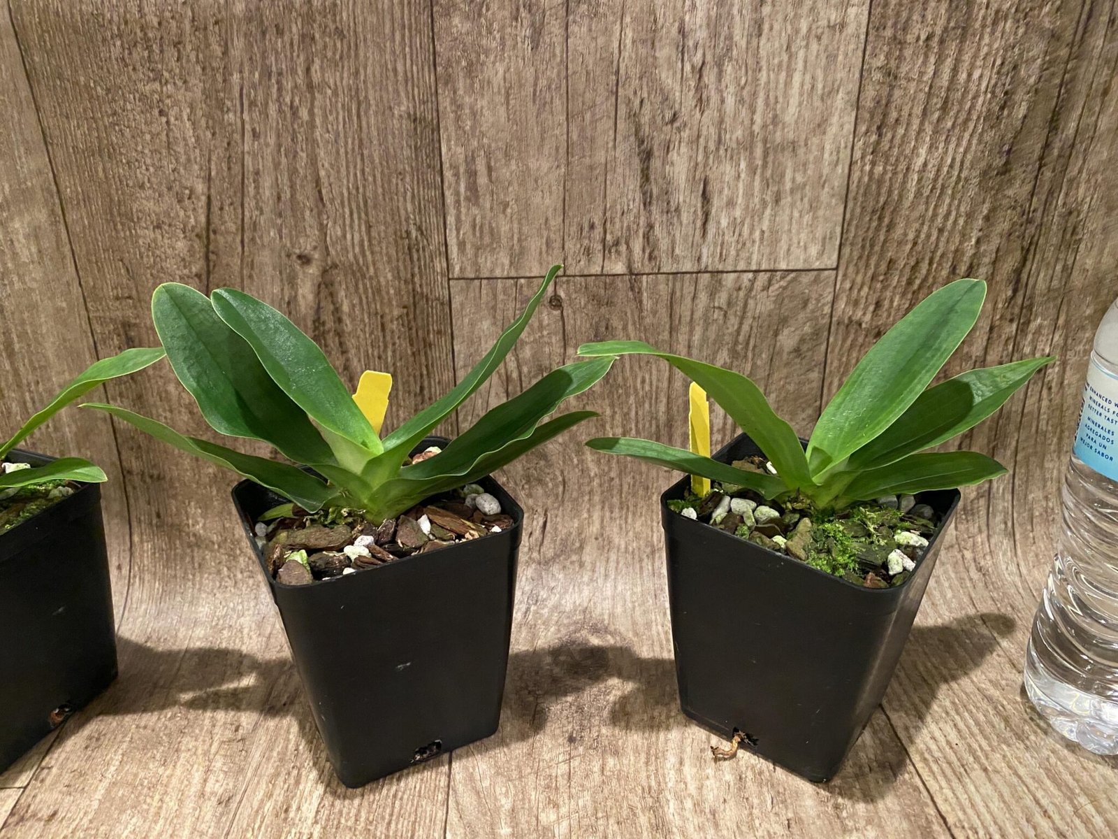 Primulinum Paphiopedilum primulinum album × sib Sequential Blooming (3.5” pot ...
