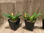 Paphiopedilum primulinum album × sib Sequential Blooming (3.5” pot) - Image 2