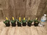 Paphiopedilum myanmaricum × sib (2” pot) - Image 5