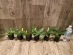 Paphiopedilum victoria-mariae (2.25” pot) - Image 5