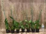 Double Tall Spikes - Oncidium Sweet Sugar 'Lemon Drop' HCC/AOS  (3.5” Pot) - Image 4