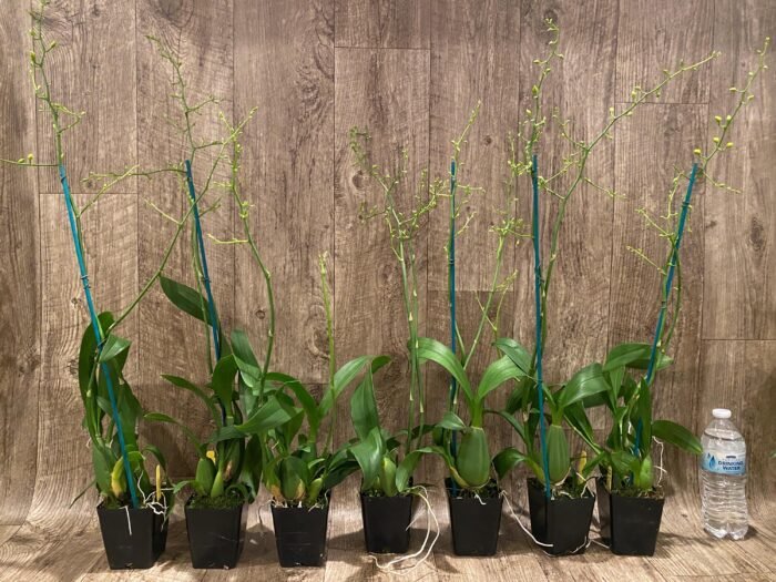 Double Tall Spikes - Oncidium Sweet Sugar 'Lemon Drop' HCC/AOS  (3.5” Pot) - Image 4