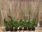 Double Tall Spikes - Oncidium Sweet Sugar 'Lemon Drop' HCC/AOS  (3.5” Pot) - Image 3