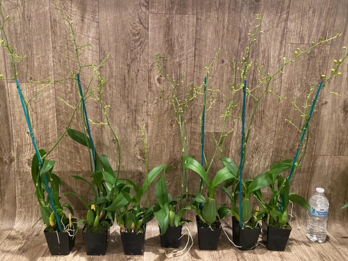 Double Tall Spikes - Oncidium Sweet Sugar 'Lemon Drop' HCC/AOS  (3.5” Pot) - Image 3