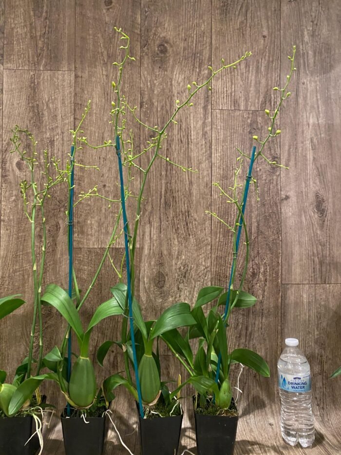 Double Tall Spikes - Oncidium Sweet Sugar 'Lemon Drop' HCC/AOS  (3.5” Pot) - Image 7