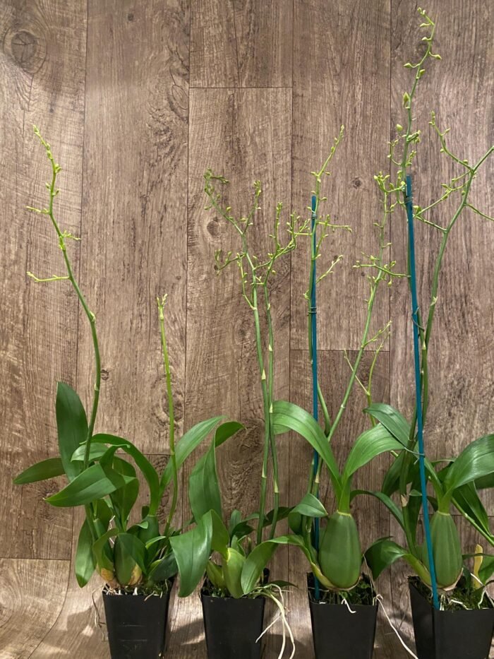 Double Tall Spikes - Oncidium Sweet Sugar 'Lemon Drop' HCC/AOS  (3.5” Pot) - Image 6