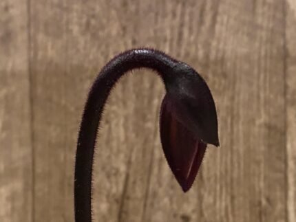 In Spike Paph. Hsinying Magic Leopard '#1' × Paph. Mem. Serafin Perez 'Christmas' (3.5” pot)