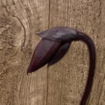 In Spike Paph. Mem. Gerhard Conrad 'Holidays' x Paph. Danielle Comeaux 'Vino' (3.5” pot)