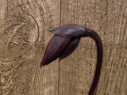 In Spike Paph. Mem. Gerhard Conrad 'Holidays' x Paph. Danielle Comeaux 'Vino' (3.5” pot)