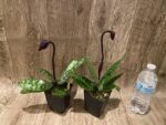 In Spike Paph. Mem. Gerhard Conrad 'Holidays' x Paph. Danielle Comeaux 'Vino' (3.5” pot) - Image 4