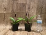 In Spike Paph. Mem. Serafin Ferez 'Christmas' × Paph. Hsinying Macasar '#1' (3.5” pot) - Image 3