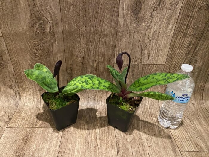 In Spike Paph. Mem. Serafin Ferez 'Christmas' × Paph. Hsinying Macasar '#1' (3.5” pot) - Image 4