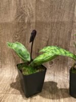 In Spike Paph. Mem. Serafin Ferez 'Christmas' × Paph. Hsinying Macasar '#1' (3.5” pot) - Image 5