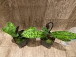 In Spike Paph. Mem. Serafin Ferez 'Christmas' × Paph. Hsinying Macasar '#1' (3.5” pot) - Image 7