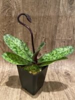 In Spike Paph. Hsinying Magic Leopard '#1' × Paph. Mem. Serafin Perez 'Christmas' (3.5” pot) - Image 6