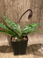 In Spike Paph. Hsinying Magic Leopard '#1' × Paph. Mem. Serafin Perez 'Christmas' (3.5” pot) - Image 5