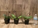 In Spike Paph. Hsinying Magic Leopard '#1' × Paph. Mem. Serafin Perez 'Christmas' (3.5” pot) - Image 2